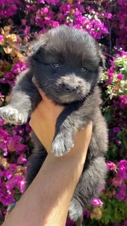 German Shepherd puppies