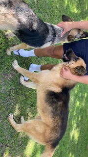 German Shepherd puppies