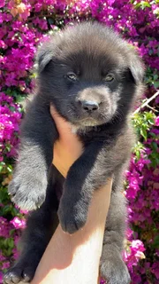 German Shepherd puppies
