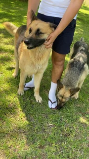 German Shepherd puppies