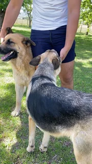 German Shepherd puppies