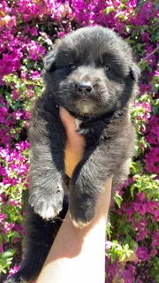 German Shepherd puppies