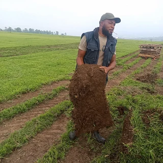 Evergreen Grass Lawn