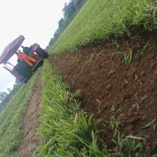 EVERGREEN GRASS LAWN