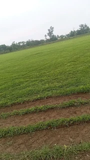 EVERGREEN GRASS LAWN