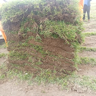 EVERGREEN GRASS LAWN