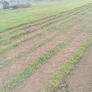 EVERGREEN GRASS LAWN