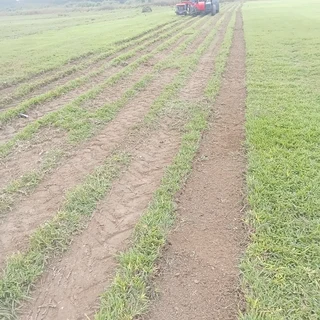 EVERGREEN GRASS LAWN