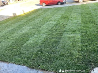 EVERGREEN GRASS SELLING