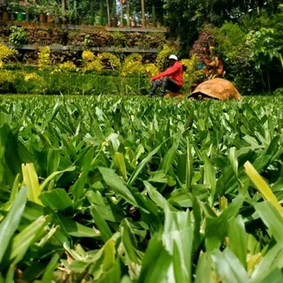 Berea Kikuyu Royal blue