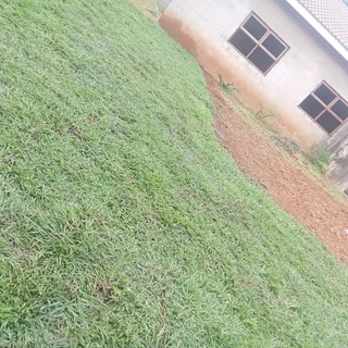 Berea Kikuyu Royal blue