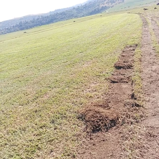 Berea Kikuyu Royal blue