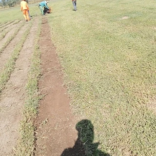 Berea Kikuyu Royal blue