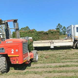 FRESH FRESH LAWN ROLLS