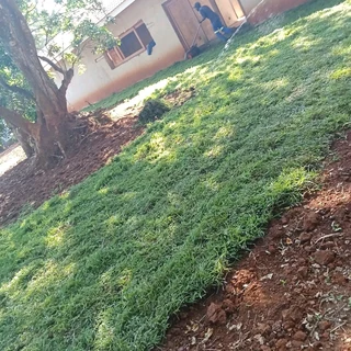 FRESH FRESH LAWN ROLLS