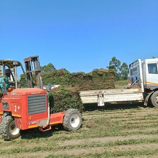 FRESH FRESH LAWN ROLLS