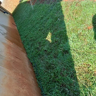 FRESH FRESH LAWN ROLLS