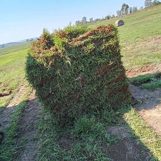 QUALITY INSTANT LAWN