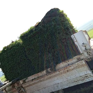 QUALITY INSTANT LAWN