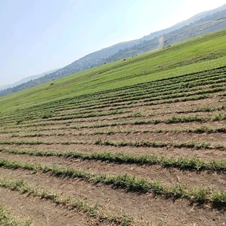 QUALITY INSTANT LAWN