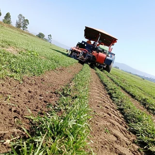 ALL SEASONS EVERGREEN GRASS