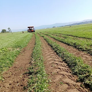 ALL SEASONS EVERGREEN GRASS