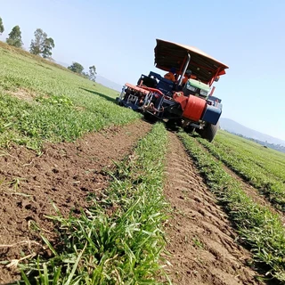 ALL SEASONS EVERGREEN GRASS