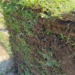 ALL SEASONS EVERGREEN GRASS