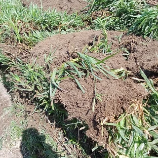 ALL SEASONS EVERGREEN GRASS