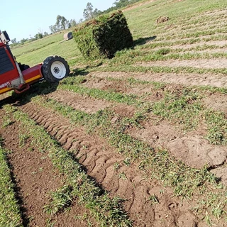 All Seasons Evergreen Grass