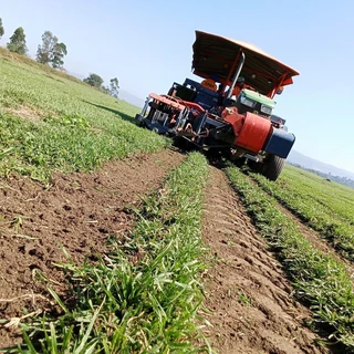 ALL SEASONS EVERGREEN GRASS