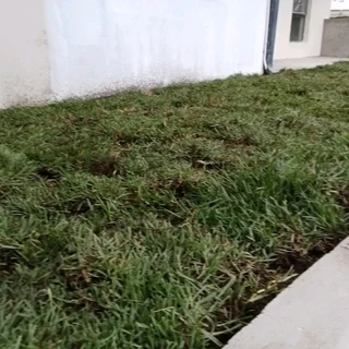 Instant Lawn