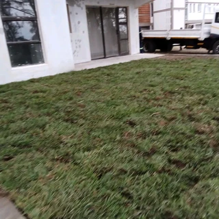 INSTANT LAWN