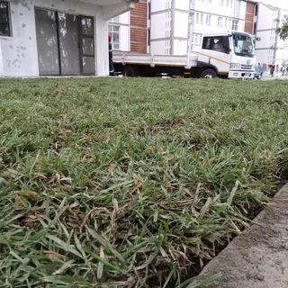 INSTANT LAWN