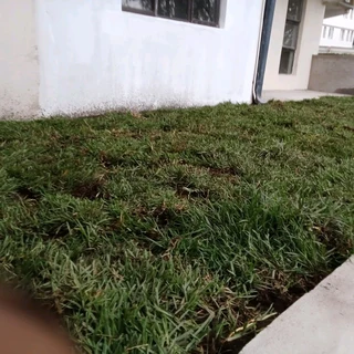 INSTANT LAWN GRASS