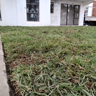 INSTANT LAWN GRASS