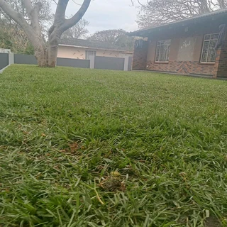 INSTANT LAWN GRASS