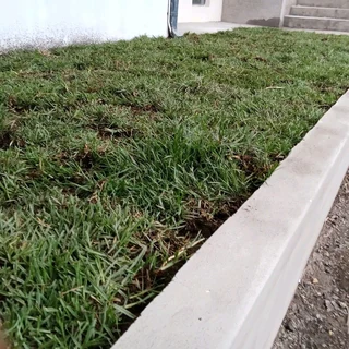 BEREA KIKUYU BUFFALO ROYAL BLUE