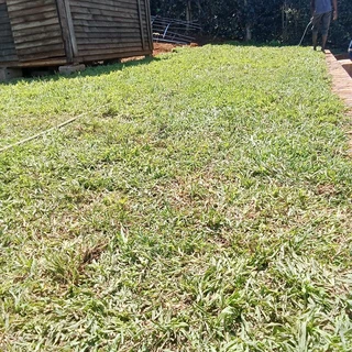 Fresh Grass