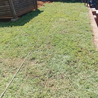Fresh Grass