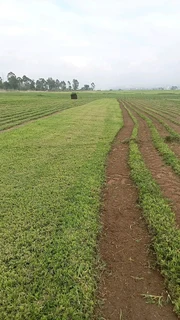 Fresh Grass Lawn Roll