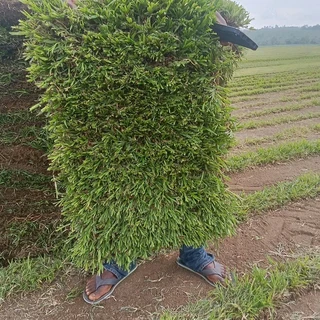 SELLING GRASS LAWN