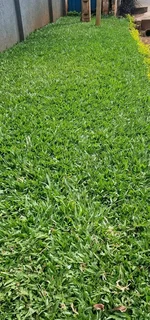 Fake Grass/Astro turf