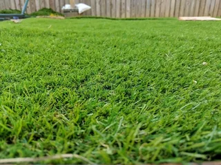 Turf Grass