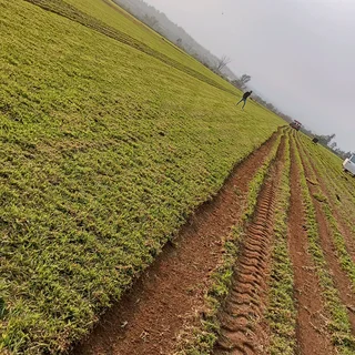 Instant Lawn Installation