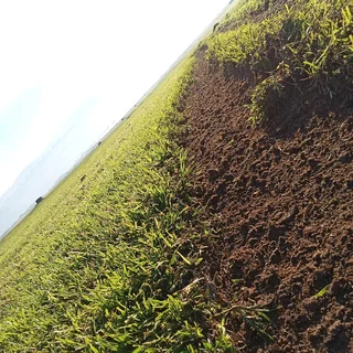 Evergreen Grass Berea Grass