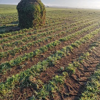 Berea Buffalo Grass Installation