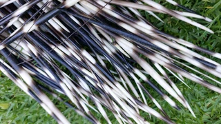 Porcupine quils ystervarkpenne ystervark penne