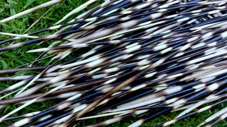 Porcupine quils ystervarkpenne ystervark penne