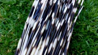 Porcupine quils ystervarkpenne ystervark penne